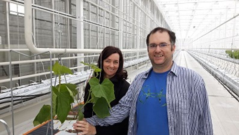 First cucumber plants planted at Serres Toundra, Canada